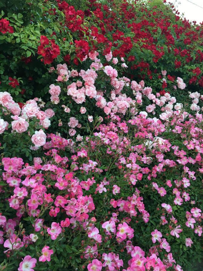 Au Parfum Des Roses Lägenhet Gunstett Exteriör bild